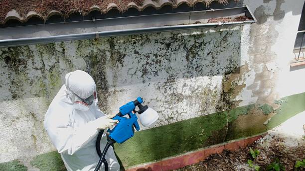 Top rated local Mold Remediation specialists in Ridge, MD